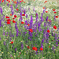 Buy canvas prints of meadow with wild flowers spring season by goce risteski