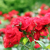 Buy canvas prints of red roses flower garden spring season by goce risteski