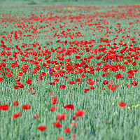 Buy canvas prints of poppy red flower and green wheat spring season by goce risteski