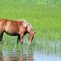 Buy canvas prints of brown horse on pasture spring season by goce risteski