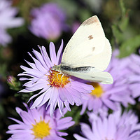 Buy canvas prints of butterfly on flower close up by goce risteski