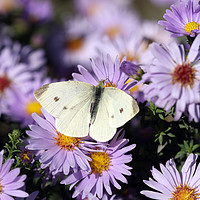 Buy canvas prints of butterfly on flower close up spring season by goce risteski