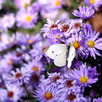 Buy canvas prints of butterfly on flower nature background  by goce risteski
