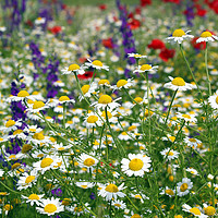 Buy canvas prints of meadow with wild flowers spring season by goce risteski