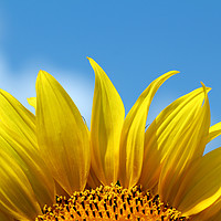 Buy canvas prints of sunflower bright yellow leaf summer season by goce risteski