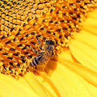 Buy canvas prints of bee on sunflower summer season by goce risteski