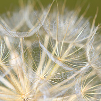 Buy canvas prints of dandelion close up nature background by goce risteski