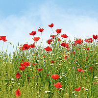 Buy canvas prints of poppy wild flowers spring season by goce risteski