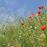 Buy canvas prints of spring season wild flowers meadow by goce risteski