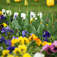 Buy canvas prints of yellow tulip flower garden spring season by goce risteski