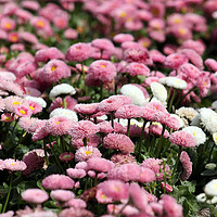 Buy canvas prints of daisy flower nature background spring season by goce risteski
