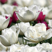 Buy canvas prints of tulip flower close up nature background by goce risteski