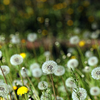 Buy canvas prints of dandelion meadow spring season nature background by goce risteski