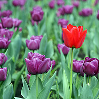 Buy canvas prints of purple and one red tulip flower by goce risteski