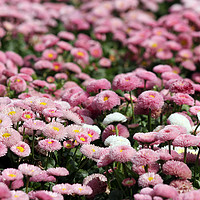 Buy canvas prints of daisy flower spring season nature background by goce risteski