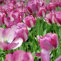 Buy canvas prints of tulip flower garden spring season by goce risteski