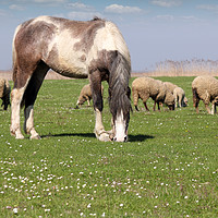 Buy canvas prints of horse and sheep on pasture by goce risteski