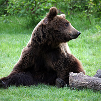 Buy canvas prints of brown bear sitting on grass by goce risteski