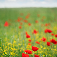 Buy canvas prints of poppy flower meadow spring season by goce risteski