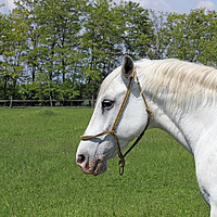 Buy canvas prints of Lipizzaner horse on green field portrait by goce risteski