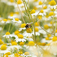 Buy canvas prints of bee on chamomile flower spring season nature backg by goce risteski