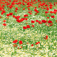 Buy canvas prints of chamomile and red poppy flower nature background by goce risteski