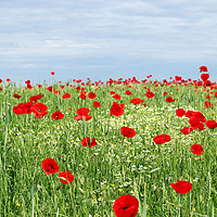 Buy canvas prints of green field red poppy flowers and blue sky  by goce risteski