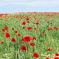 Buy canvas prints of poppy flowers field landscape spring season by goce risteski