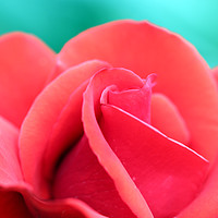 Buy canvas prints of red rose flower close up by goce risteski