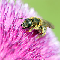 Buy canvas prints of bee on flower close up by goce risteski