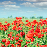 Buy canvas prints of red poppy flowers meadow landscape by goce risteski