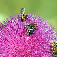 Buy canvas prints of three bees on flower spring season by goce risteski