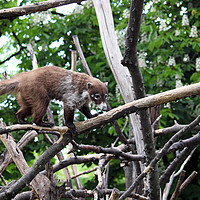Buy canvas prints of coati standing on tree branches by goce risteski