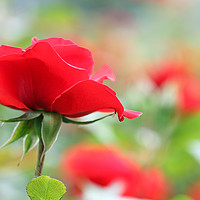 Buy canvas prints of red rose flower by goce risteski