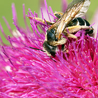 Buy canvas prints of bee on flower summer season by goce risteski