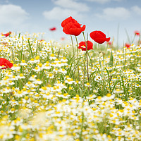 Buy canvas prints of chamomile and poppy flower meadow by goce risteski