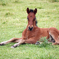 Buy canvas prints of cute brown foal lying on meadow by goce risteski