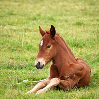 Buy canvas prints of brown foal lying on green grass field by goce risteski