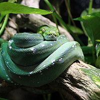 Buy canvas prints of green snake on branch in jungle by goce risteski