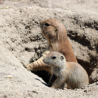 Buy canvas prints of prairie dogs watching from hole by goce risteski