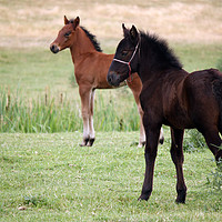 Buy canvas prints of brown and black foal on field by goce risteski