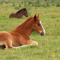 Buy canvas prints of horse foals lying on field by goce risteski