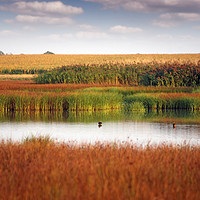 Buy canvas prints of swamp nature landscape autumn season by goce risteski