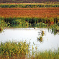 Buy canvas prints of swamp with birds landscape autumn season by goce risteski