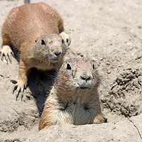 Buy canvas prints of two prairie dogs watching from hole by goce risteski
