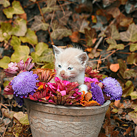Buy canvas prints of kitten in a vase with flowers  by goce risteski