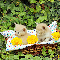 Buy canvas prints of small kittens in wicker basket by goce risteski