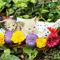 Buy canvas prints of cute kittens in wicker basket by goce risteski