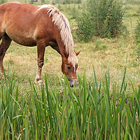 Buy canvas prints of brown horse on field by goce risteski