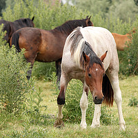 Buy canvas prints of herd of horses on field by goce risteski